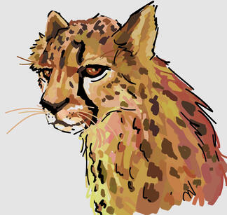 Cheetah Study